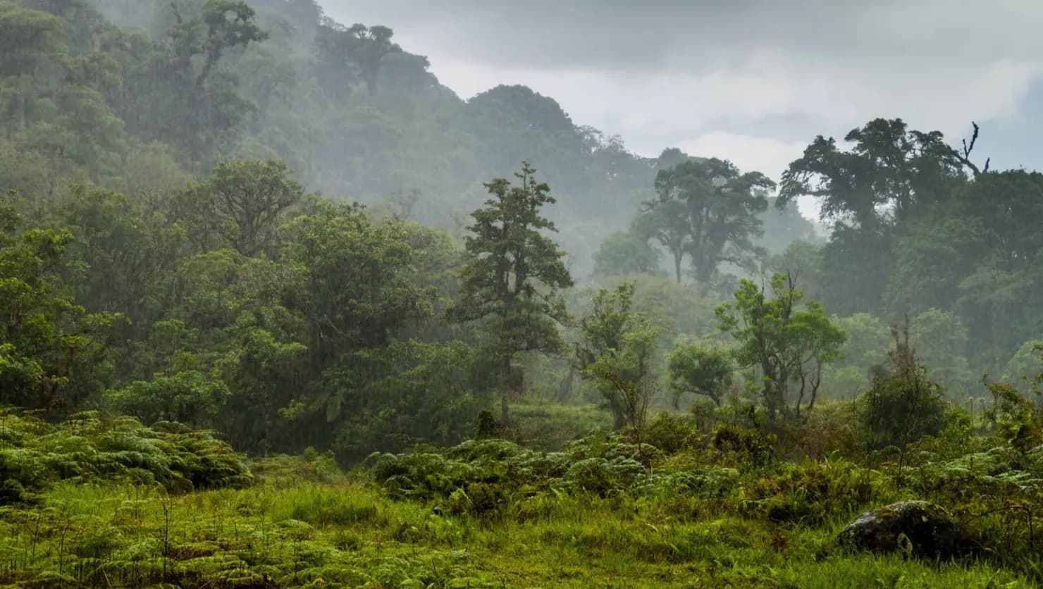 Chiriquí’s Rainy Season: Whales, Waterfalls & What to Drive